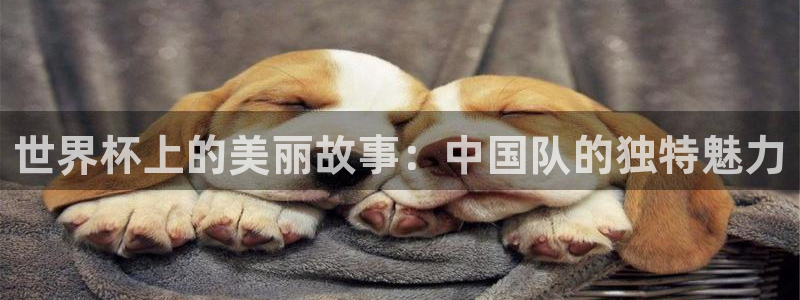 2026世界杯南美区积分榜：世界杯上的美丽故事：中国队的独特魅力